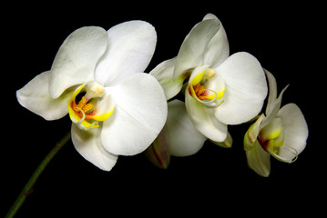 Fototapeta na wymiar Poziomy Orchidea