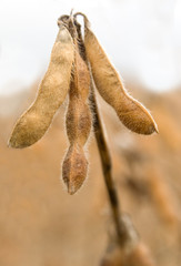 Soya