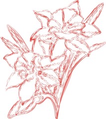 Fototapeta premium blumen aquarell rot