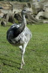 Common rhea, scientific name Rhea americana