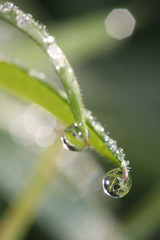 goutte