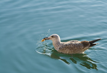 Seagull catching a piece of food in the water.