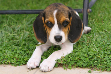 beagle 3 © Antonio Gravante