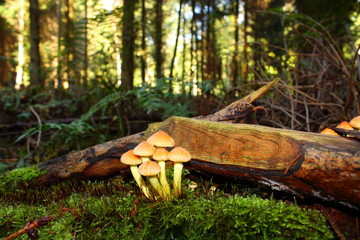 Hypholome capnoides en forêt,Aisne