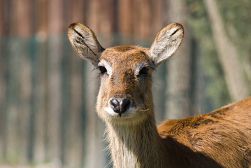 Fototapeta premium Antilope Cobo lichi