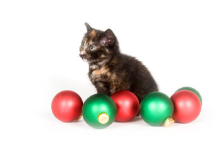 Fototapeta na wymiar A kitten sits behind red and green Christmas ornaments