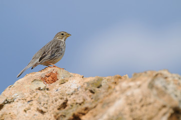 Sparrow 4