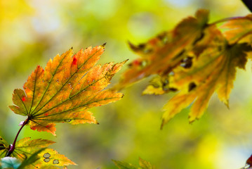 モミジの紅葉