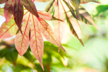 紅葉の葉