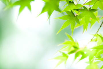 緑のモミジの葉