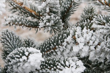 Naklejka na ściany i meble winterlandschaft