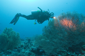 tauchen-korallen