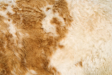 Texture of a cow hide in white and tan