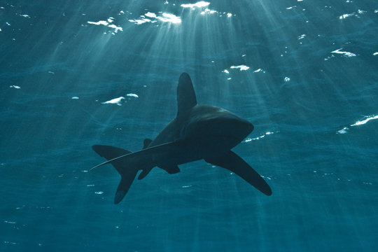 longimanus