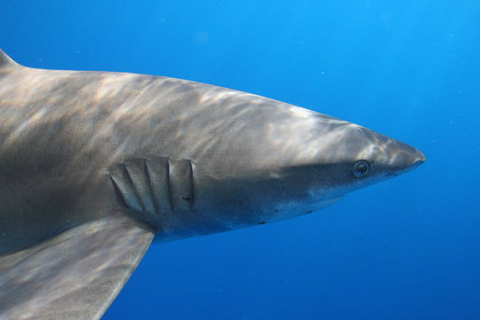 longimanus