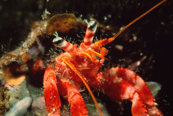 L'Hermite