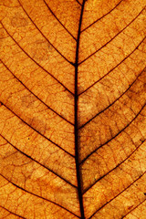 Autumn chestnut leaf surface