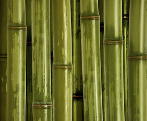 fine closeup  image of green bamboo background