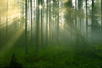 Obraz premium Forest in the morning. Sun rays