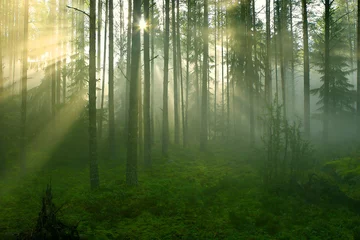  Forest in the morning. Sun rays © Tatiana Belova