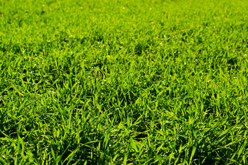 grass  field