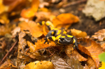 The Salamander
