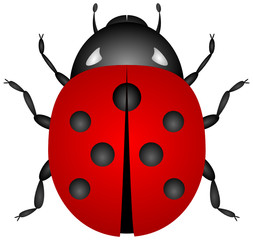 Ladybird - vector