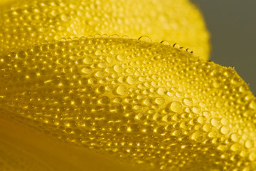 Naklejka premium petale de fleur et gouttelette