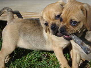 Puggle Sisters