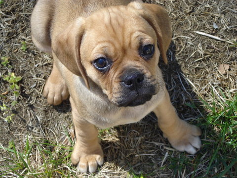 puggle