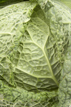 close up of fresh kail forming natural background