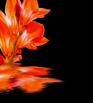 flor