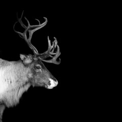 an adult reindeer from swedish lapland
