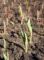 Green sprouts of flowers in the beginning of spring