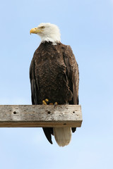 Adult Bald Eagle (haliaeetus leucocephalus)