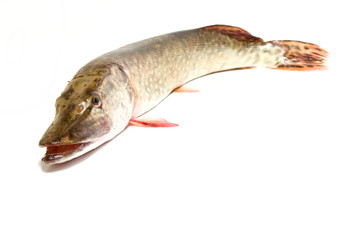 large pike with space for text