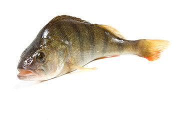 Bass fish with space for text