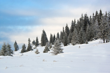 Fototapeta na wymiar Winter Mountine z sosny i śniegu