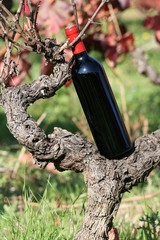 vin, vigne, bouteille, rouge, vignoble, vendange, wine, raisin,