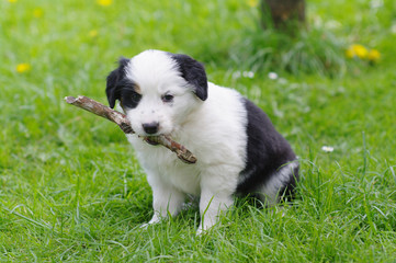 cute puppies in the meadow