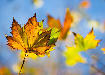 Naklejka na ściany i meble Autumn Leaves shallow focus