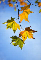 Autumn Leaves shallow focus