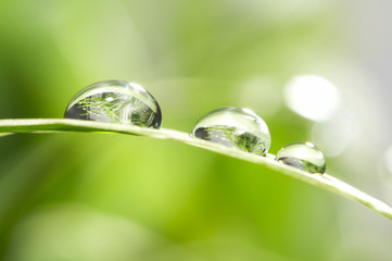 drops with green grass