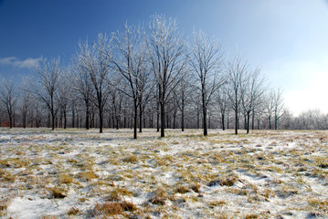 An ice covered meadow leading in a pattern of ice covered trees.