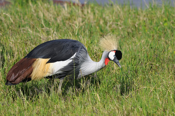 Grey Crowned Crane (Balearica regulorum)