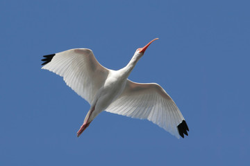 White Ibis (Eudocimus albus) flying over the Everglades