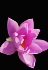 pink flower fragile beauty