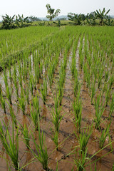 Rice field