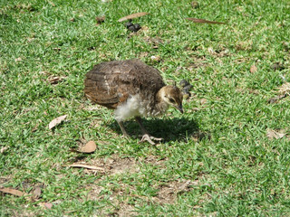 peacock chick