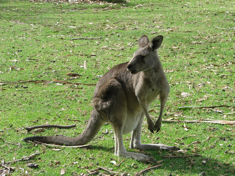 grey kangaroo